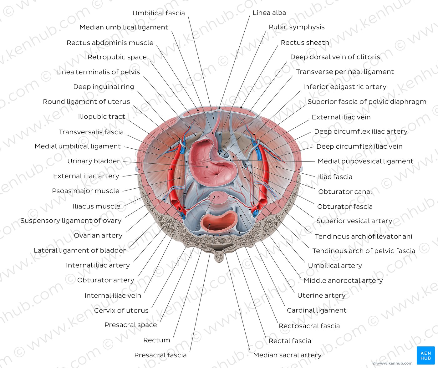 Superior view of the female pelvis: Overview