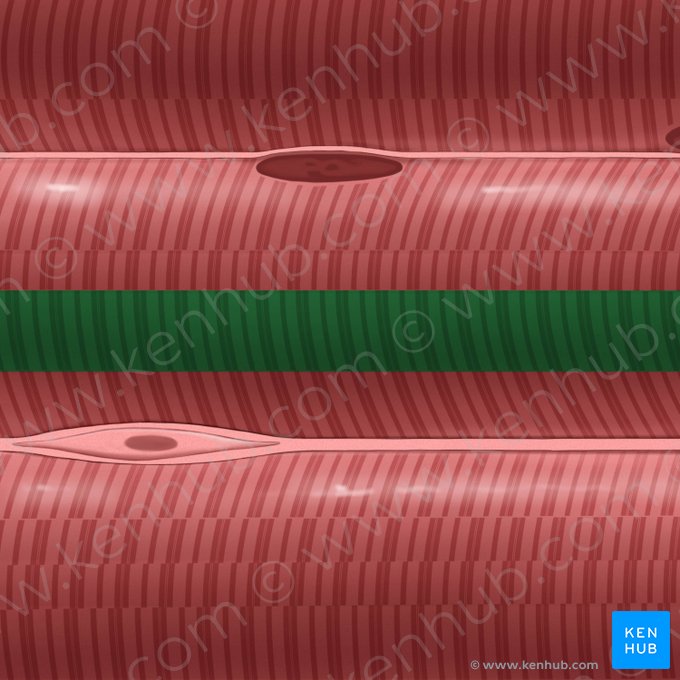 Myofibril (Myofibrilla); Image: Tal Bavli Ziv