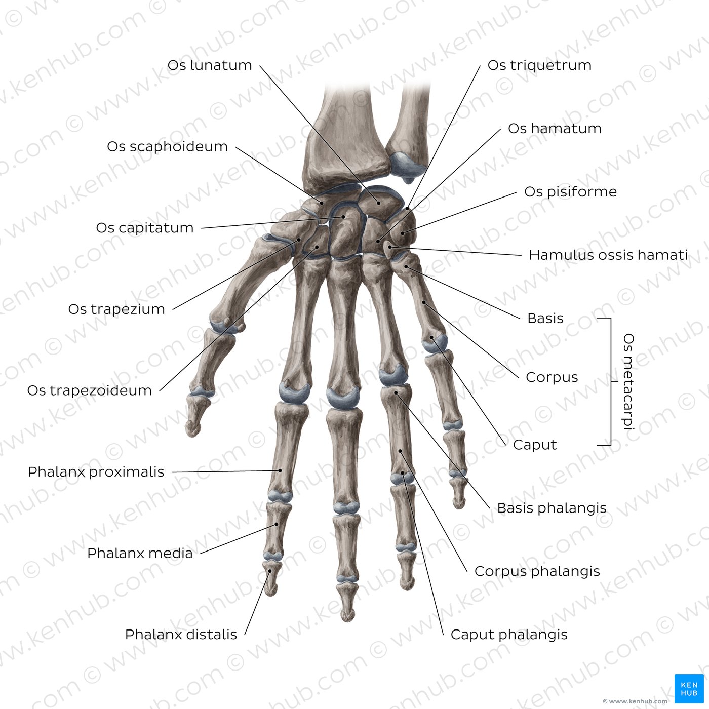 Knochen und Gelenke von Hand und Handgelenk