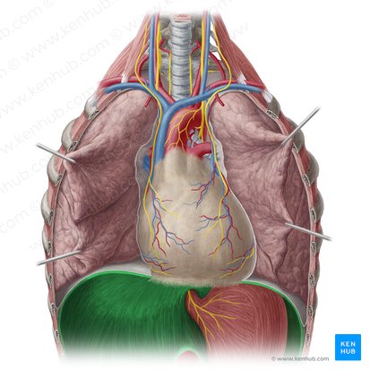 Diafragma (Diaphragma); Imagen: Yousun Koh