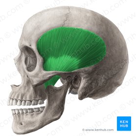 Musculus temporalis (Schläfenmuskel); Bild: Yousun Koh