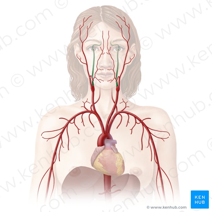 Artéria carótida interna (Arteria carotis interna); Imagem: Begoña Rodriguez