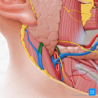 Anterior and posterior divisions of retromandibular vein (Divisiones anterior et posterior venae retromandibularis); Image: Paul Kim