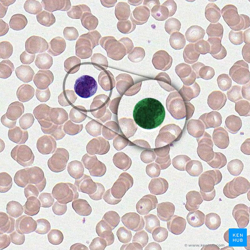 Monocyte - histological slide
