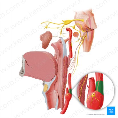 Seno carotídeo (Sinus carotidis); Imagen: Paul Kim