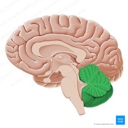 Cerebellum (Kleinhirn); Bild: Paul Kim
