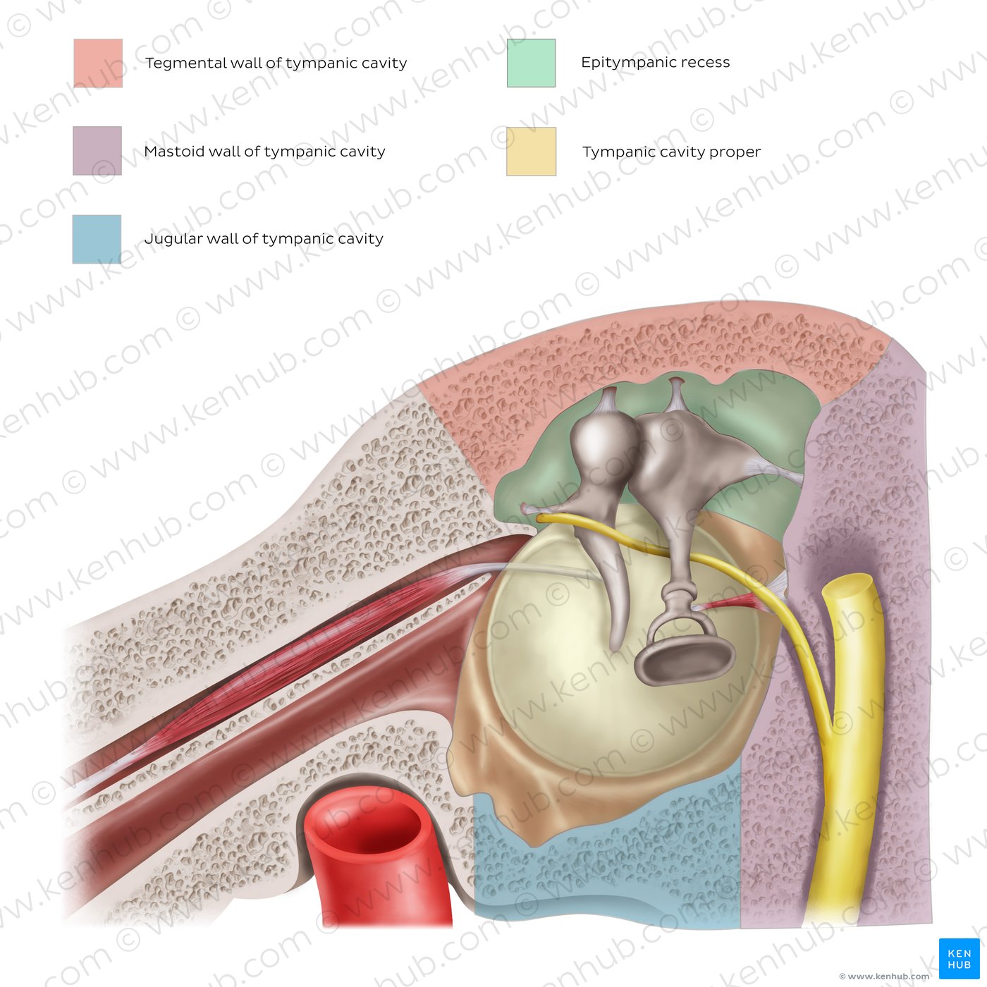 The parts and walls of tympanic cavity: Overview