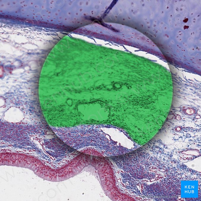 Submucosa (Tela submucosa); Imagen: 