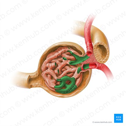 Glomerular fenestrated endothelium (Endothelium fenestratum glomerulare); Image: Paul Kim