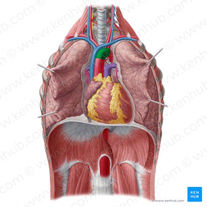 Aortic arch (Arcus aortae); Image: Yousun Koh