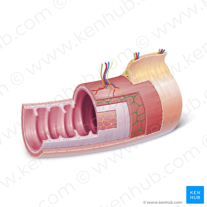 Plexo mientérico (de Auerbach) (Plexus myentericus); Imagen: Paul Kim