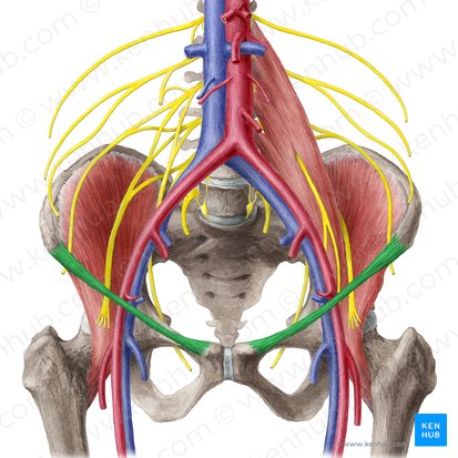 Ligamento inguinal (Ligamentum inguinale); Imagen: Liene Znotina