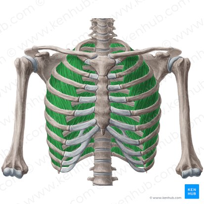 Músculos intercostais externos (Musculi intercostales externi); Imagem: Yousun Koh