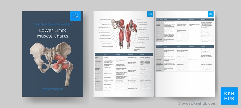 Muscle charts