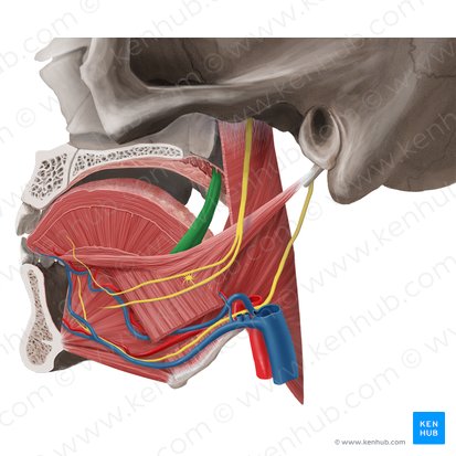 Músculo palatoglosso (Musculus palatoglossus); Imagem: Begoña Rodriguez