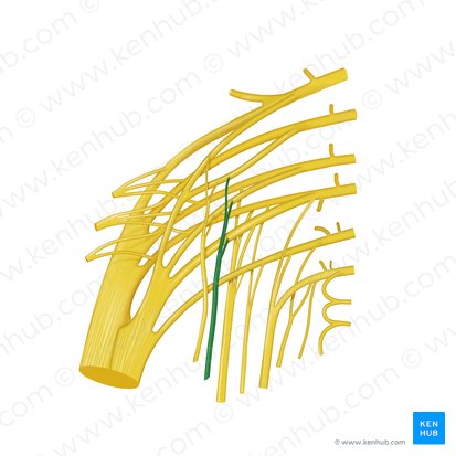 Nervio del músculo obturador interno (Nervus musculi obturatorii internii); Imagen: Begoña Rodriguez