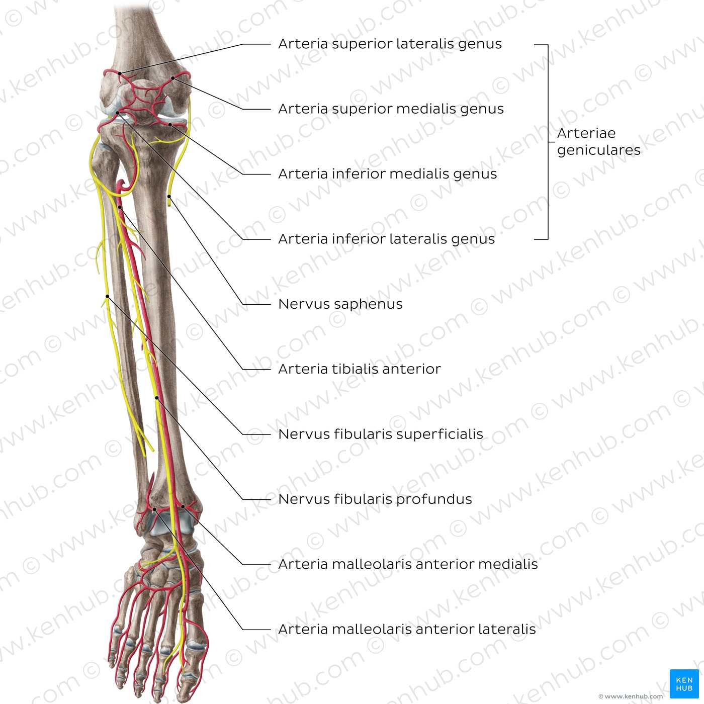 Nerven und Blutgefäße von Unterschenkel und Knie