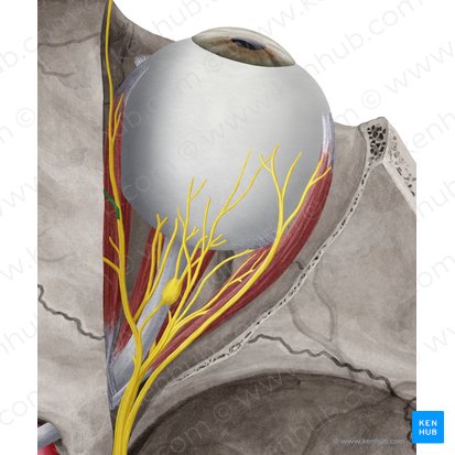 Nervo etmoidal anterior (Nervus ethmoidalis anterior); Imagem: Yousun Koh