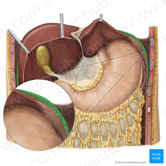 Diaphragme (Diaphragma); Image : Irina Münstermann