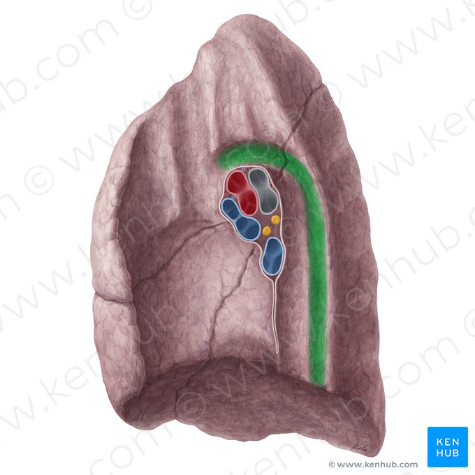 Impression for azygos vein of right lung (Impressio venae azygos pulmonis dextri); Image: Yousun Koh