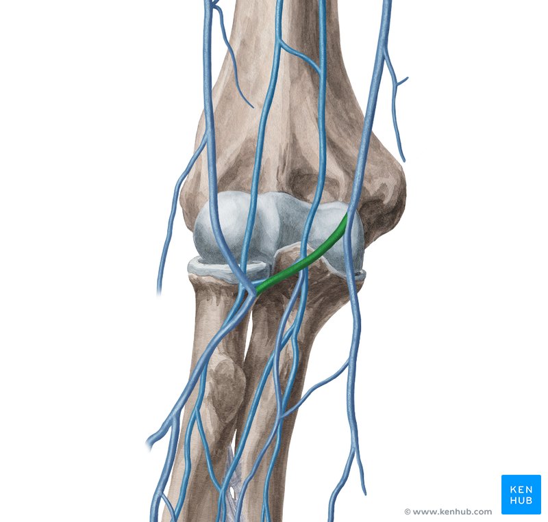 Median cubital vein - ventral view