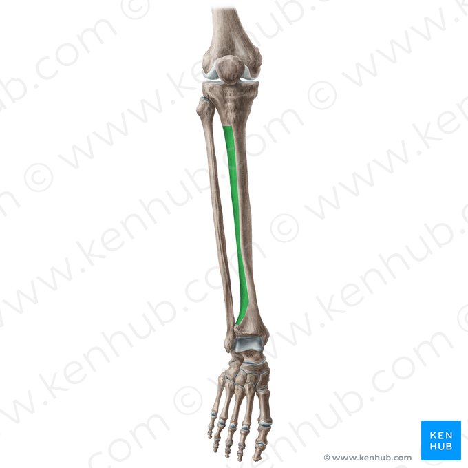 Face latérale du tibia (Facies lateralis tibiae); Image : Liene Znotina