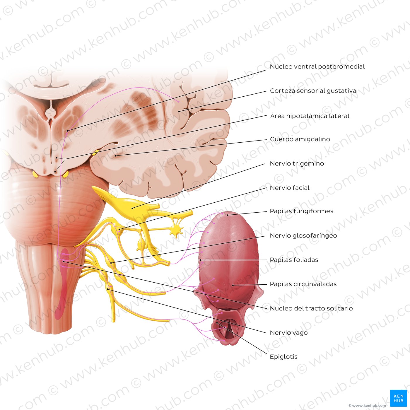 Anatomy of taste pathway (diagram)
