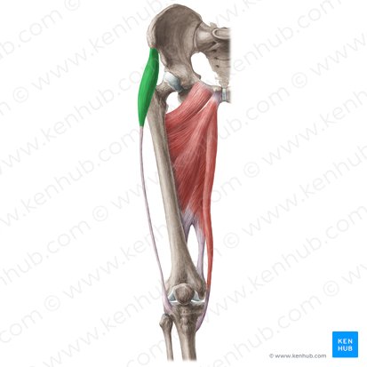 Músculo tensor da fáscia lata (Musculus tensor fasciae latae); Imagem: Liene Znotina