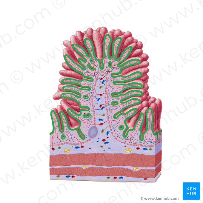 Epitelio cilíndrico simple (con borde en cepillo) (Epithelium simplex columnare microvillosum); Imagen: Paul Kim