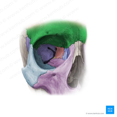 Frontal bone (Os frontale); Image: Paul Kim
