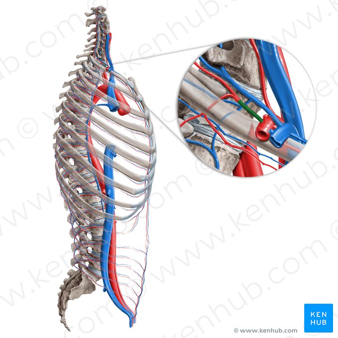 Tronco costocervical (Truncus costocervicalis); Imagen: Paul Kim