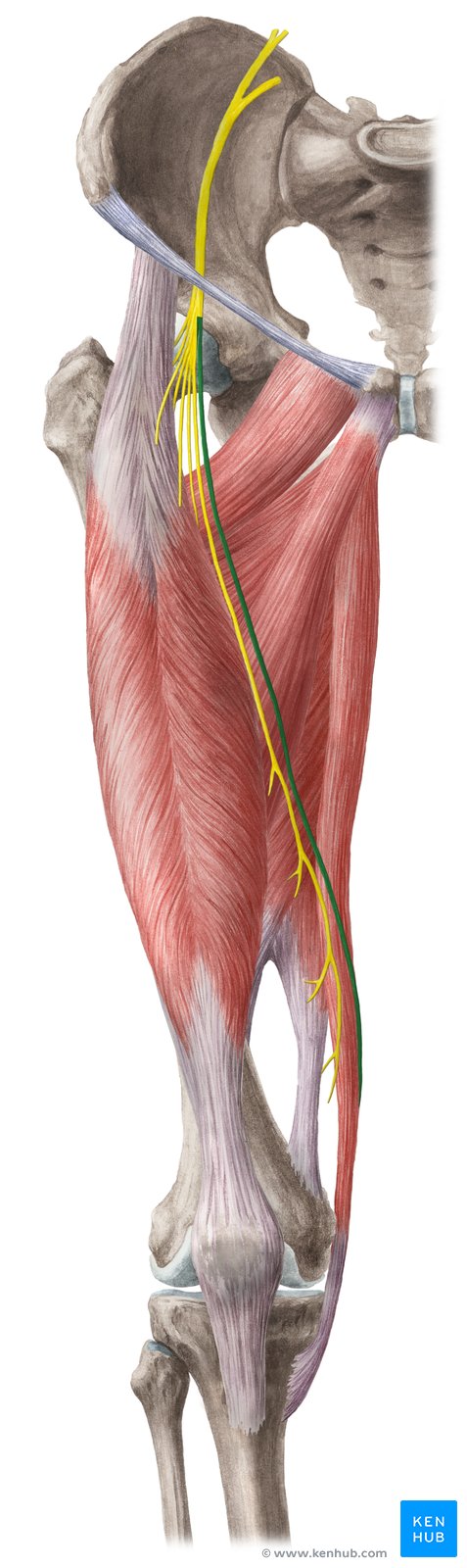 Анатомия cutaneus femoris