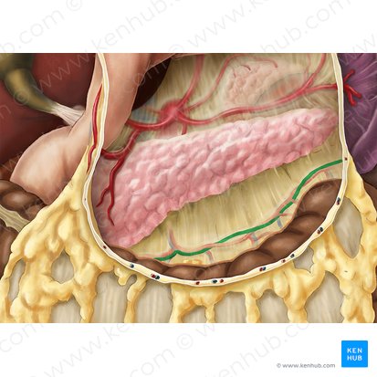 Middle colic vein (Vena colica media); Image: Esther Gollan