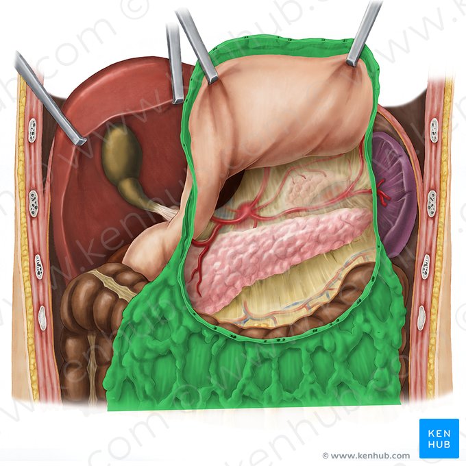 Grand omentum (Omentum majus); Image : Esther Gollan