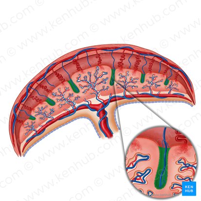 Septo placentário (Septum placentae); Imagem: Irina Münstermann