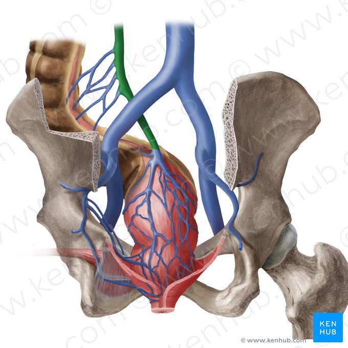 Inferior mesenteric vein (Vena mesenterica inferior); Image: Begoña Rodriguez