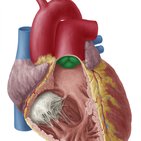 Pulmonalklappe