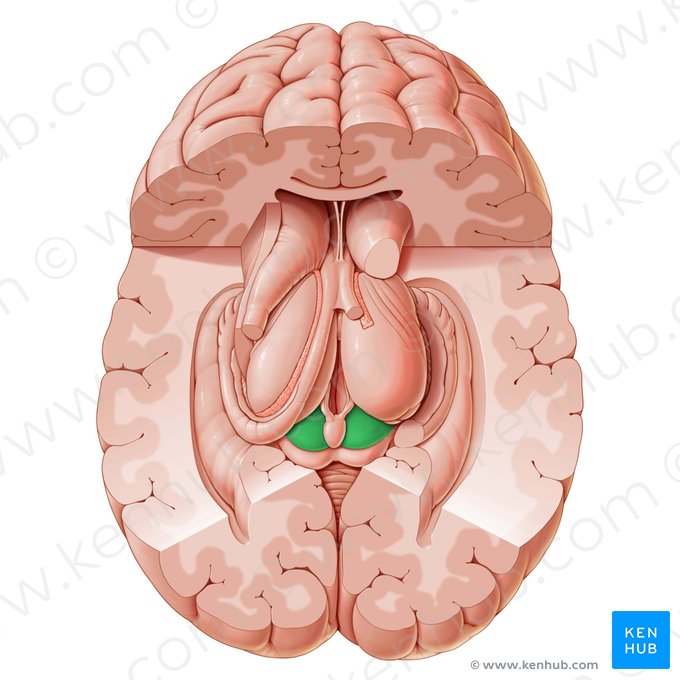 Colículo superior (Colliculus superior); Imagem: Paul Kim