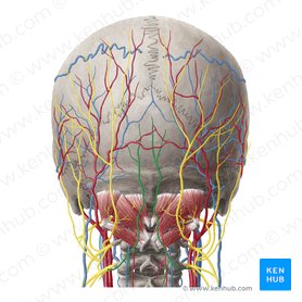 Third occipital nerve (Nervus occipitalis tertius); Image: Yousun Koh
