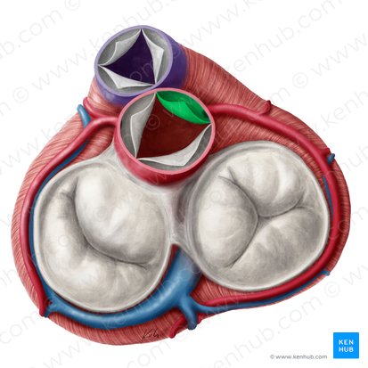 Right coronary leaflet of aortic valve (Valvula coronaria dextra valvae aortae); Image: Yousun Koh