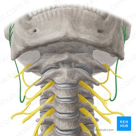 Nervus auricularis magnus (Großer Ohrnerv); Bild: Yousun Koh