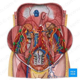 External iliac lymph nodes (Nodi lymphoidei iliaci externi); Image: Irina Münstermann