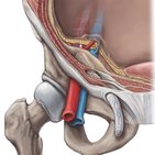 Inguinal canal