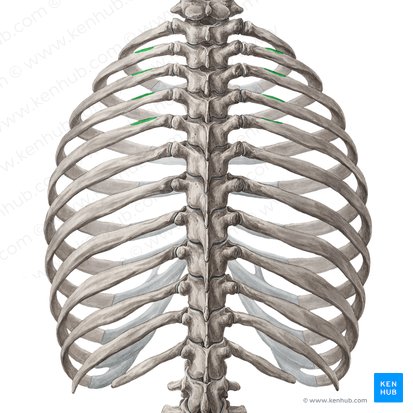 Superior border of 2nd-5th ribs (Margo superior costarum 2-5); Image: Yousun Koh