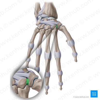 Trapeziotrapezoidal interosseous ligament (Ligamentum trapeziotrapezoideum interosseum); Image: Paul Kim