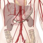 Gastroepiploic arteries