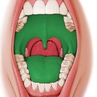 Oral cavity