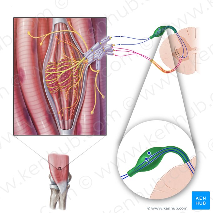 Posterior root of spinal nerve (Radix posterior nervi spinalis); Image: Paul Kim