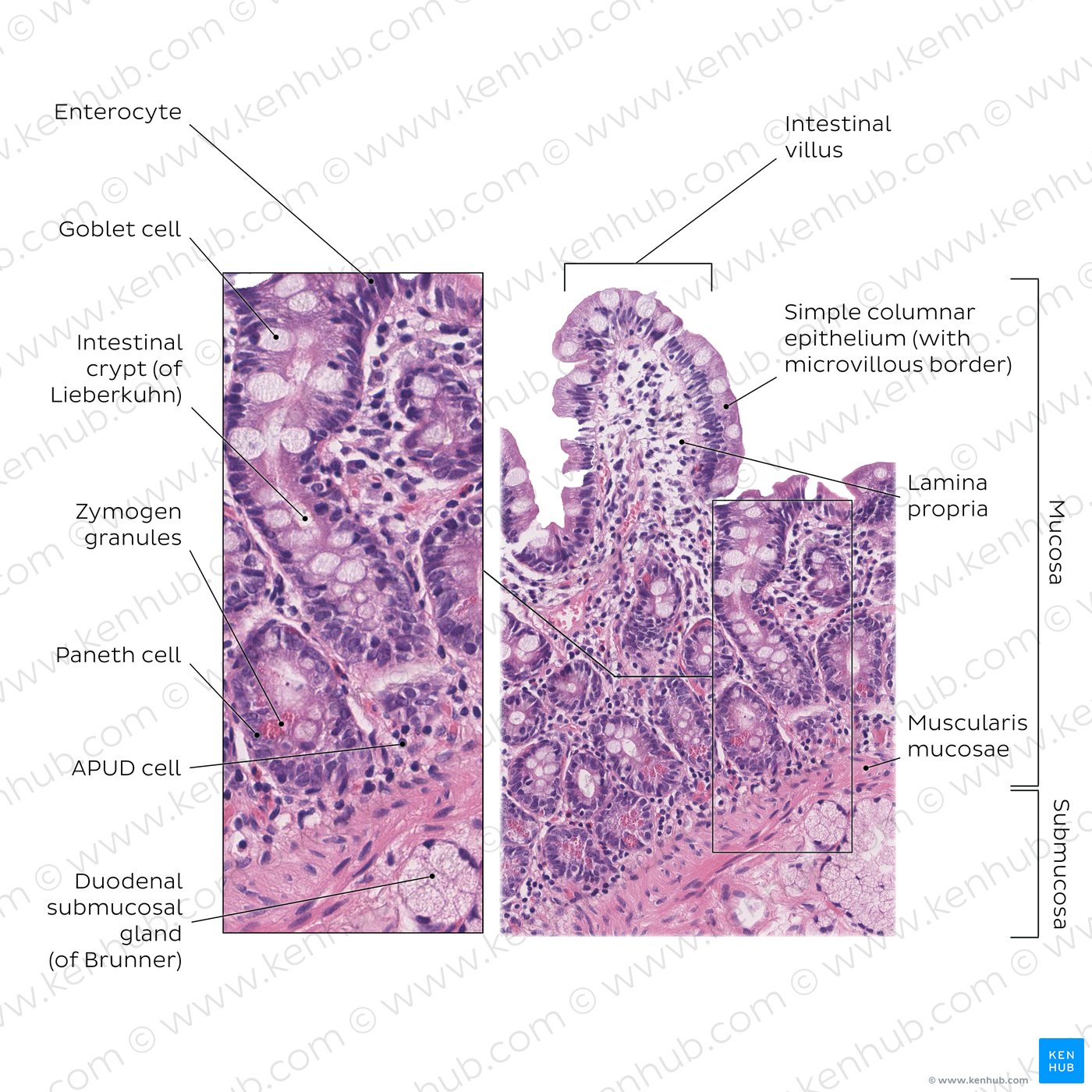 Duodenum histology