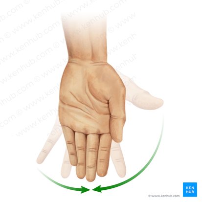 Aducción de los dedos de la mano (Adductio digitorum manus); Imagen: Paul Kim